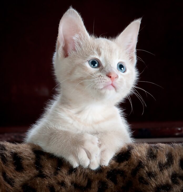 little-white-kitten