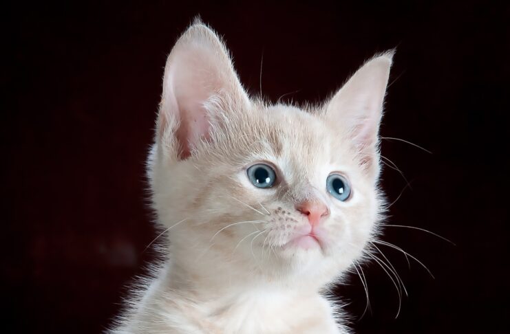 little-white-kitten