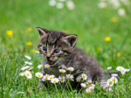 little-cat-game-garden-with-flowers