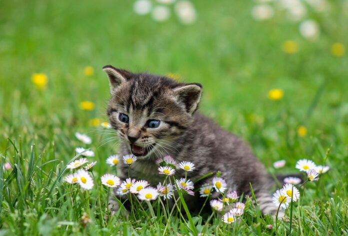 little-cat-game-garden-with-flowers