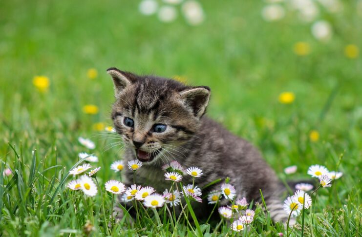 little-cat-game-garden-with-flowers